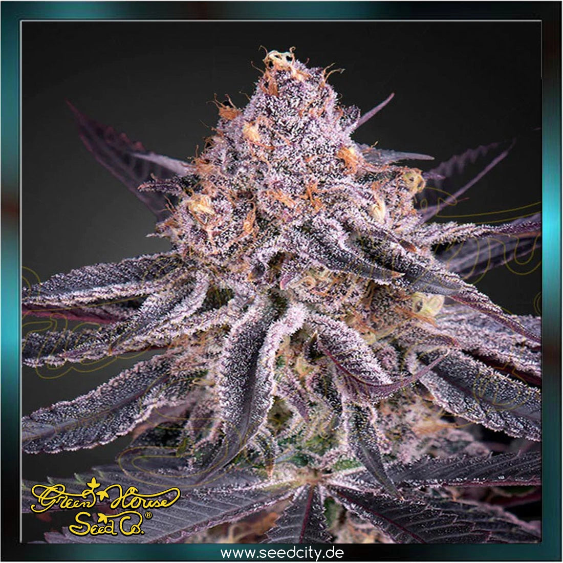 Greenhouse Seed Co. - KINGS JUICE - feminized