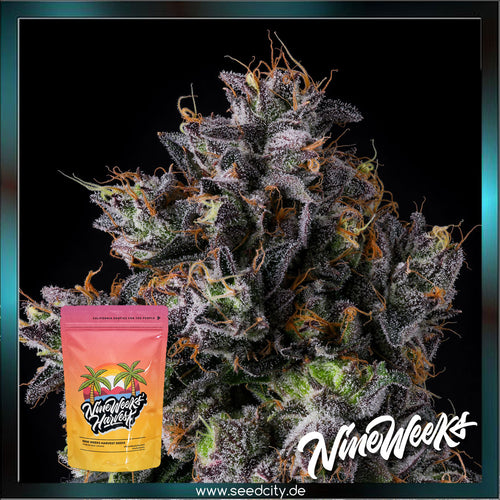 Nine Weeks Harvest - AZULCAR - feminized - Seedcity.de