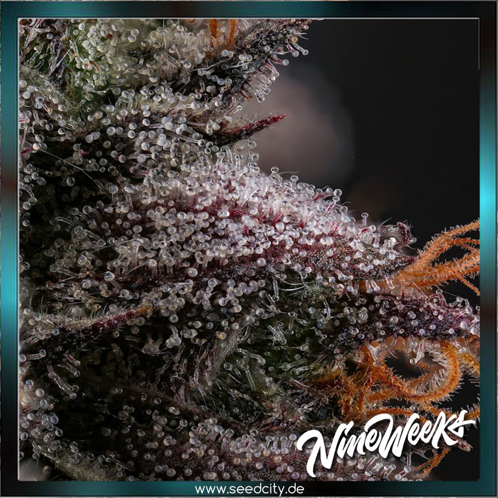 Nine Weeks Harvest - AZULCAR - feminized