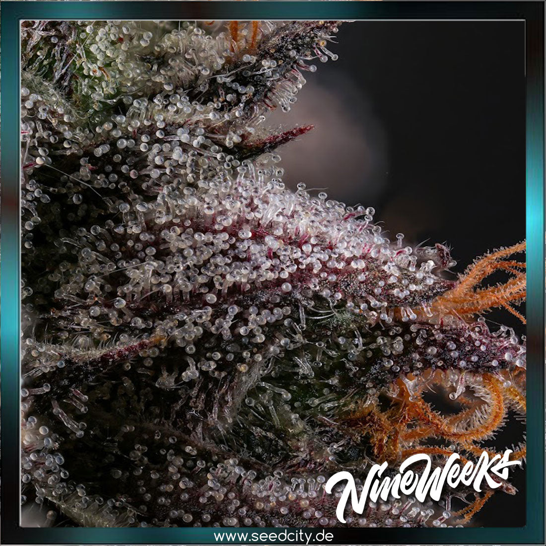 Nine Weeks Harvest - AZULCAR - feminized