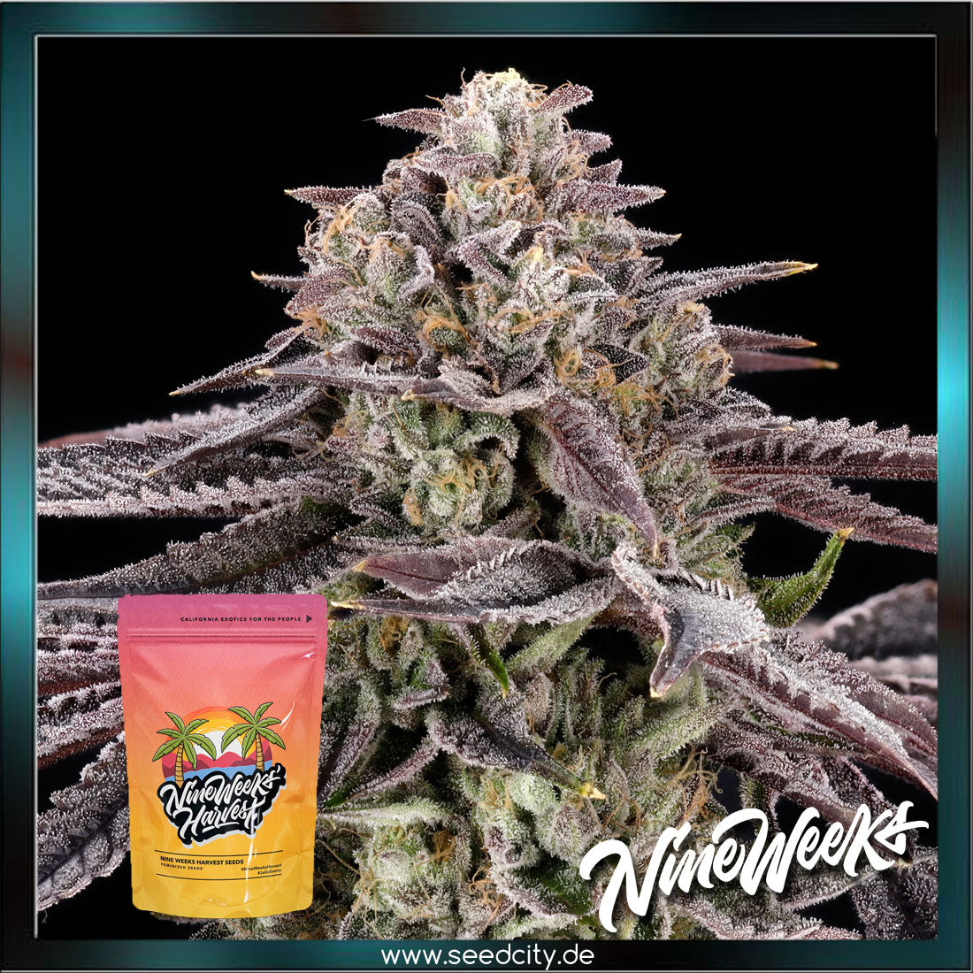 Nine Weeks Harvest - MONACO - feminized