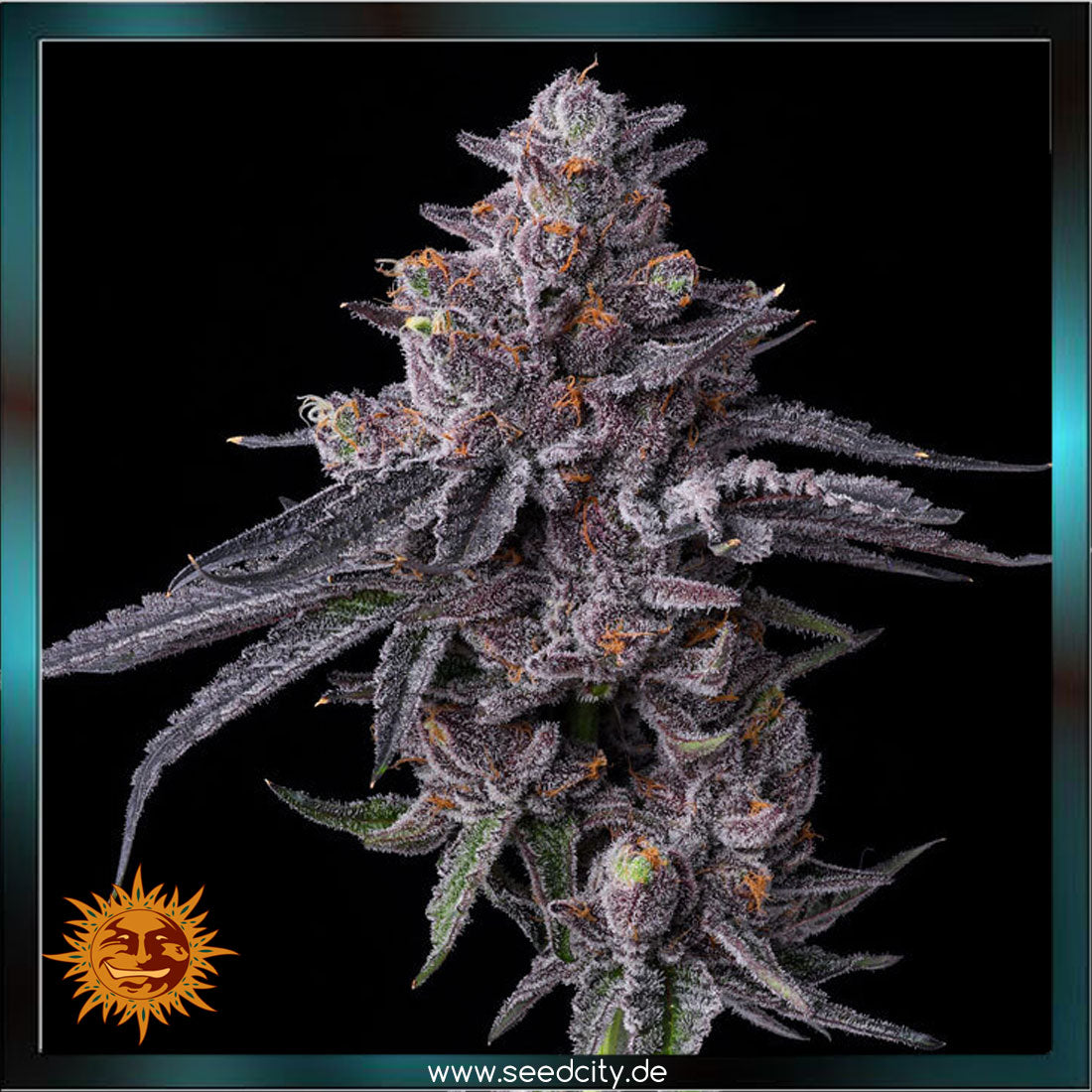 Barneys Farm - ZILLIONS - feminized