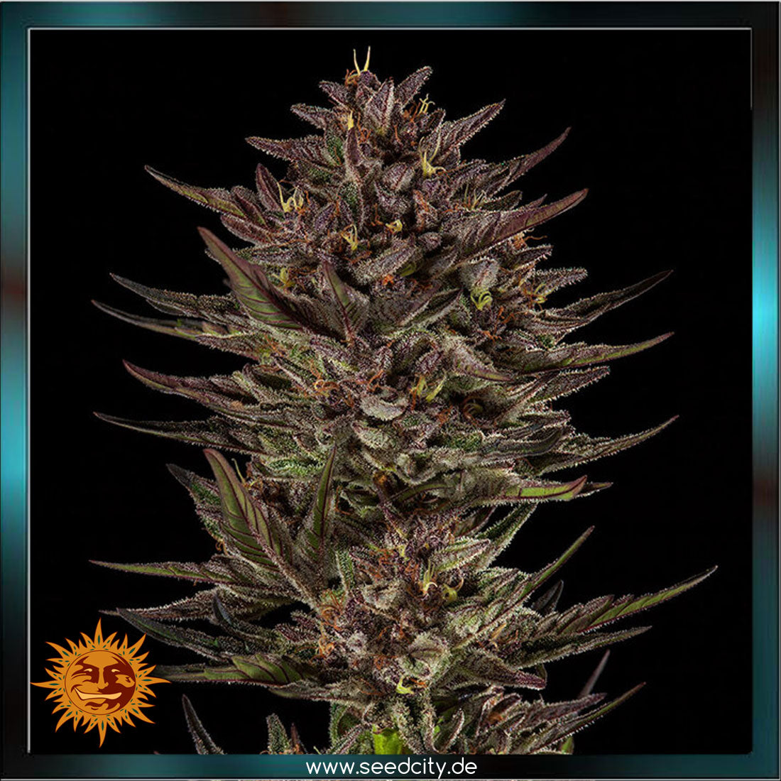 Barneys Farm - FROSTED ZINN x COOKIE DOG - Automatic