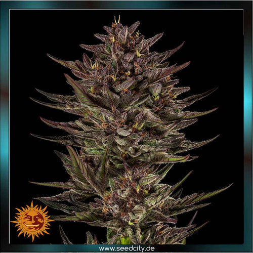 Barneys Farm - FROSTED ZINN x COOKIE DOG - Automatic