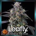 Barneys Farm - SUPER BOOF - feminized