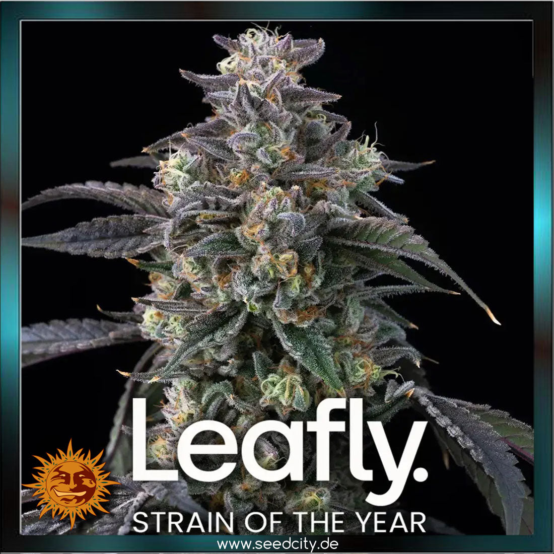 Barneys Farm - SUPER BOOF - feminized