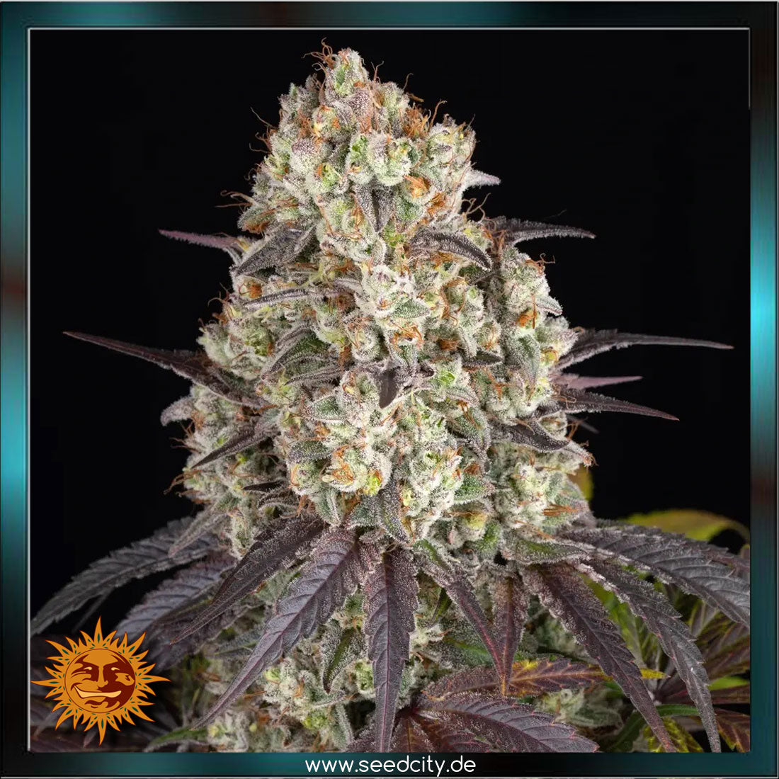 Barneys Farm - GARY PAYTON - feminized