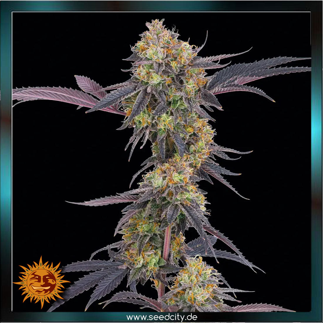 Barneys Farm - TROPICANA CHERRY - feminized