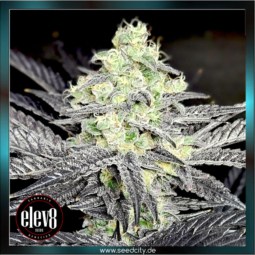 Modified Payton feminized Seeds