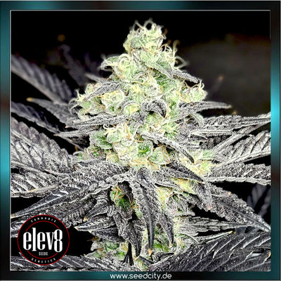 Elev8 Seeds - MODIFIED PAYTON - feminized