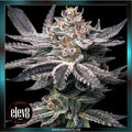 Double Dunked feminized Seeds
