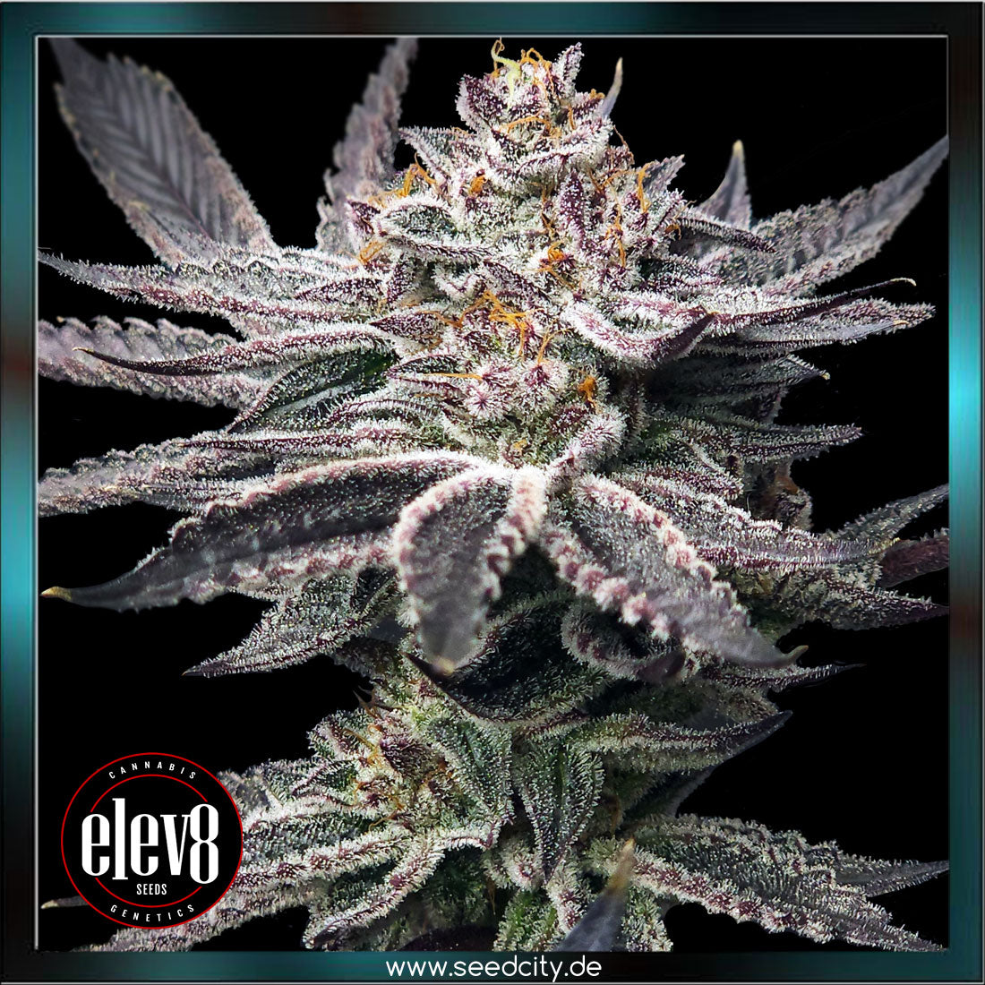 Double Dunked feminized Seeds