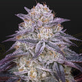 Greenhouse Seed Co - KINGS JUICE - Automatic - Seedcity.de