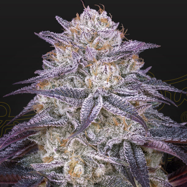 Greenhouse Seed Co - KINGS JUICE - Automatic - Seedcity.de