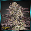 Greenhouse Seed Co. - BISCOTTI - Automatic
