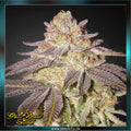 Greenhouse Seed Co. - BLACK TOFFEE - Automatic
