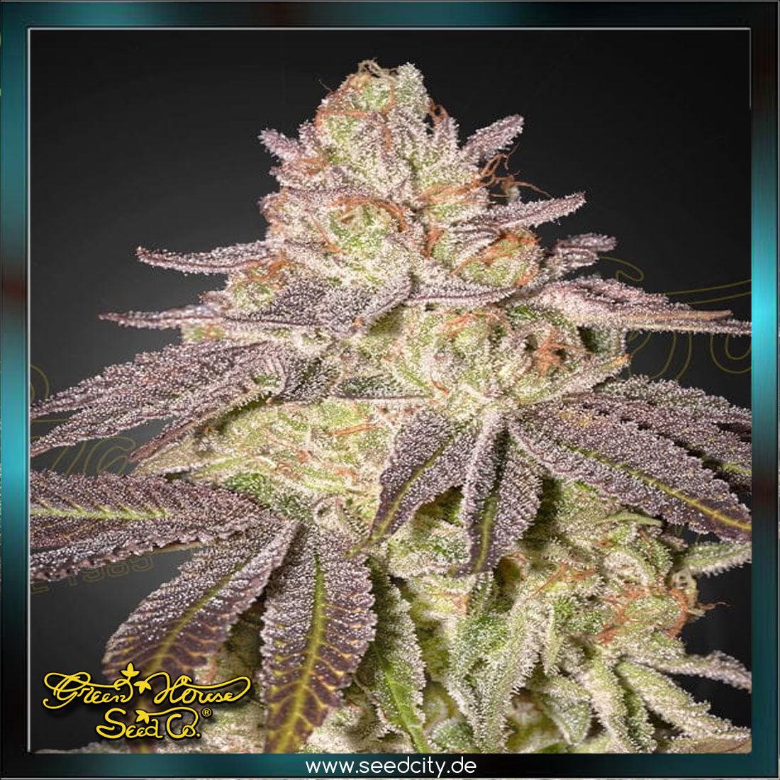 Greenhouse Seed Co. - BLACK TOFFEE - Automatic
