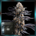 Doja Exclusive - CONFETTI - feminized - Seedcity.de