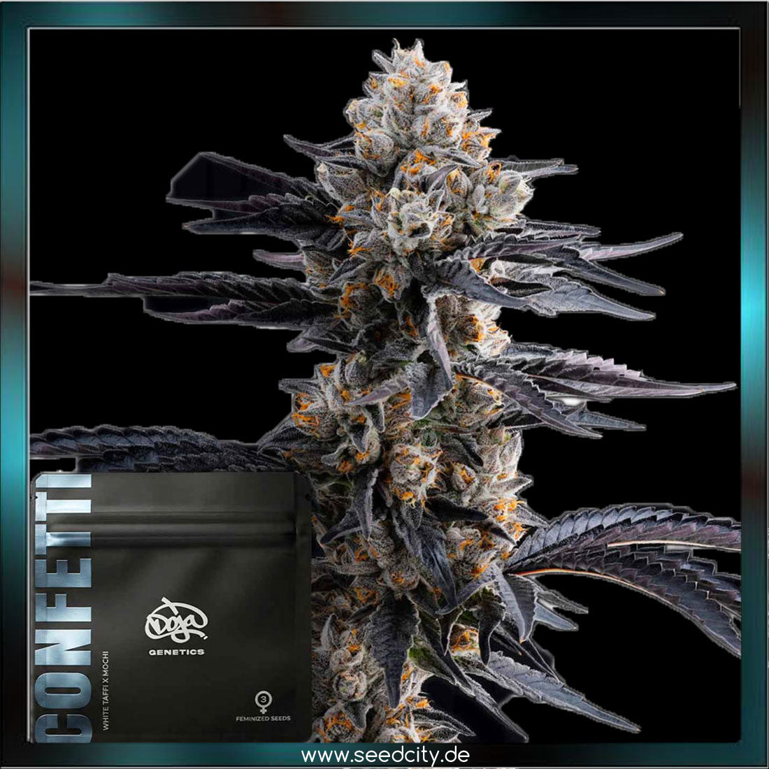 Doja Exclusive - CONFETTI - feminized