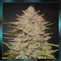 Greenhouse Seed Co. - CHEMICAL CANDY - Automatic