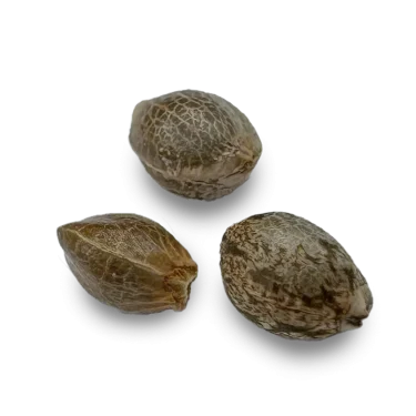 Seedcity.de Cannabis Samen 