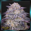 Greenhouse Seed Co - KINGS JUICE - Automatic