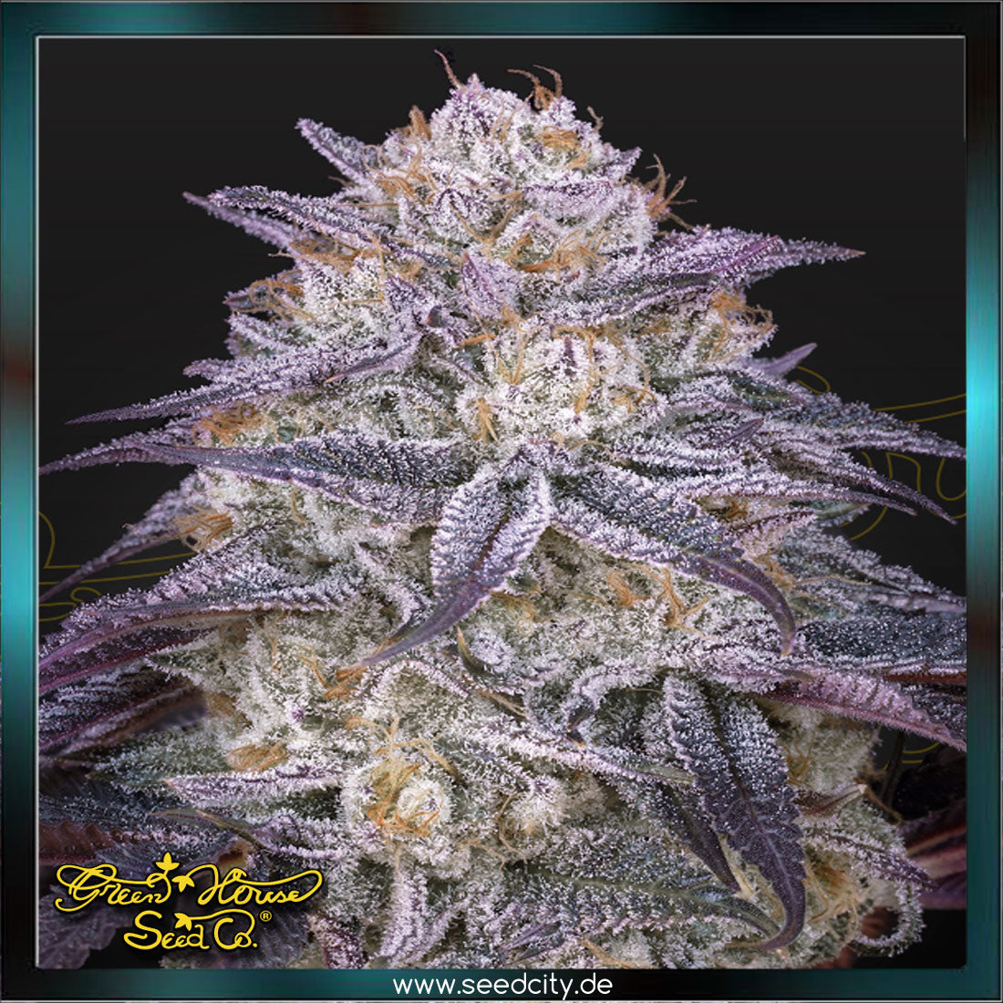 Greenhouse Seed Co - KINGS JUICE - Automatic