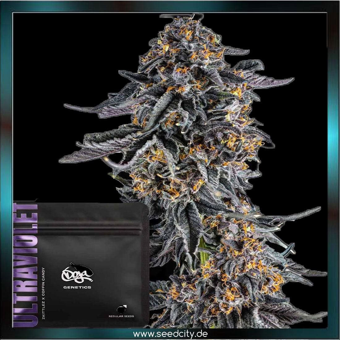 Doja Exclusive - ULTRAVIOLET - regular