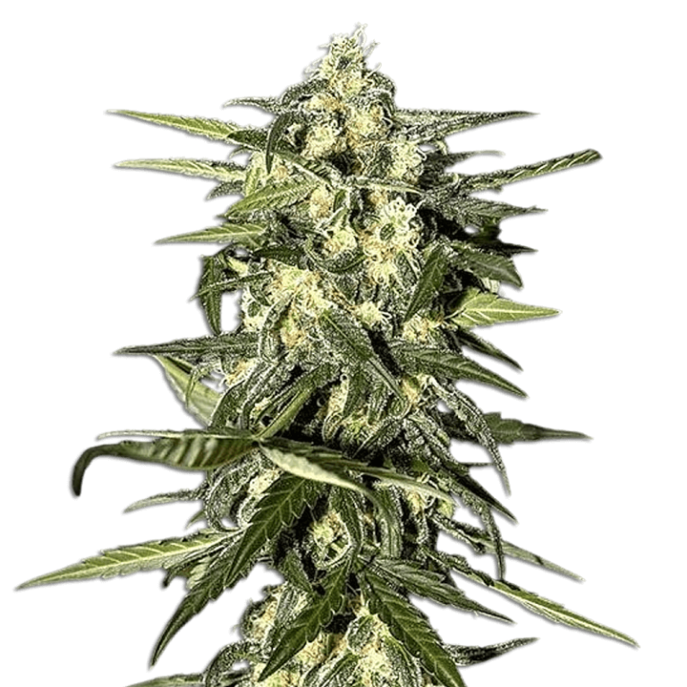 jack herer