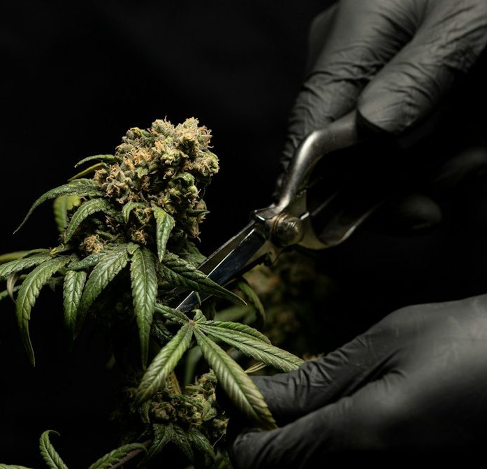 Growshop