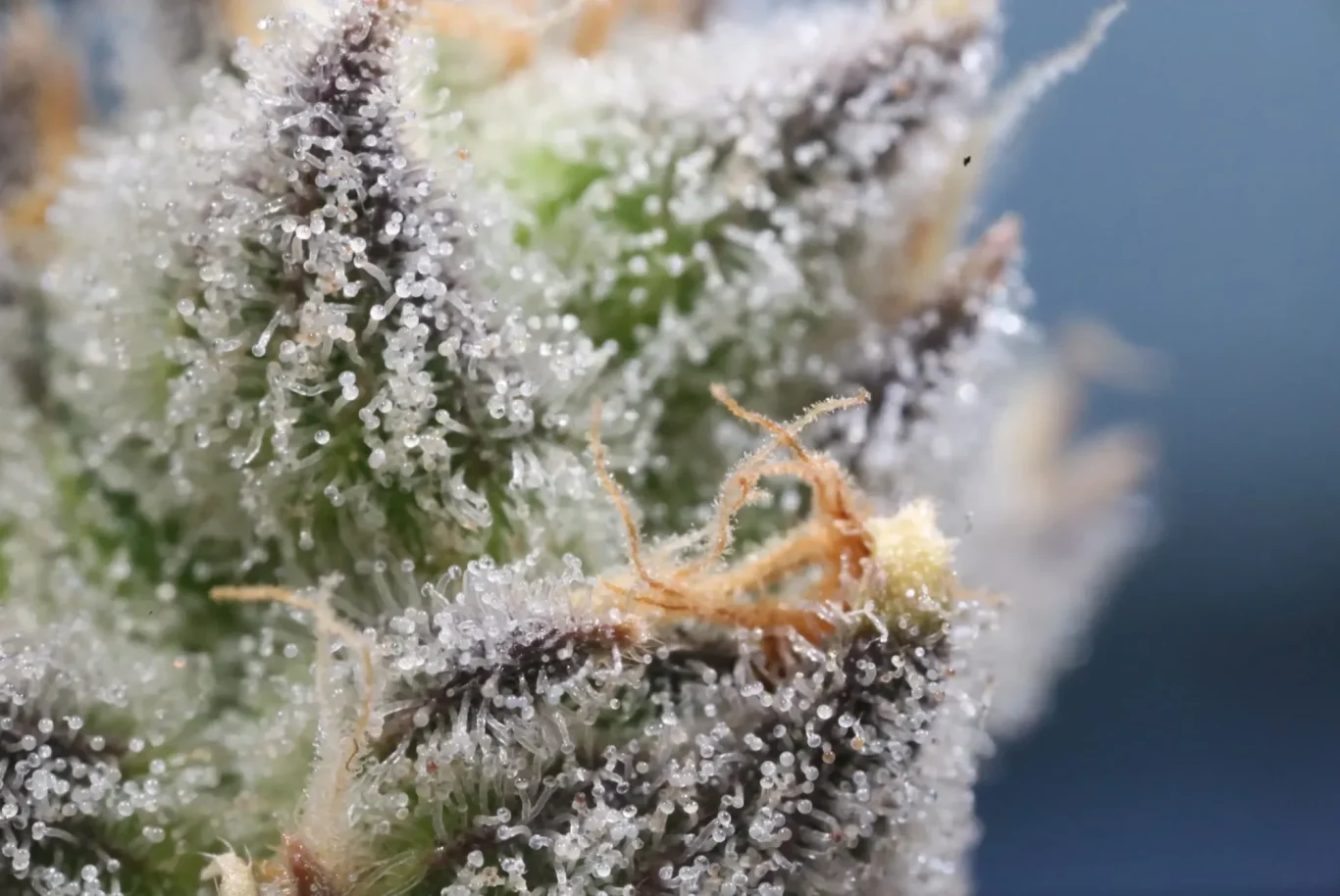 Strain Wiki 2025