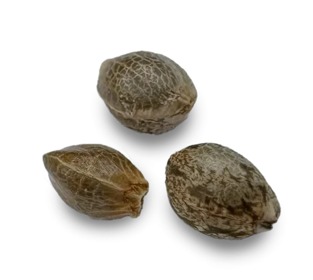 Seedcity.de Cannabis Samen