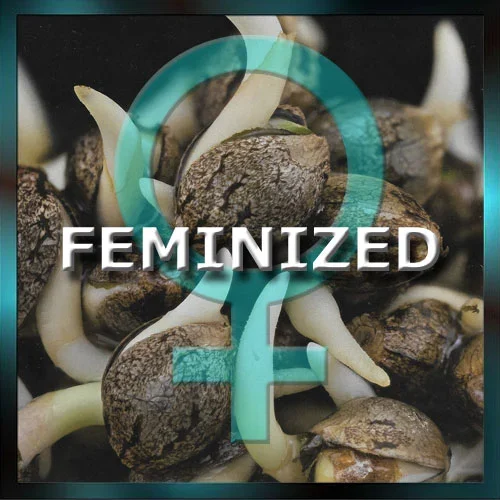feminized seeds