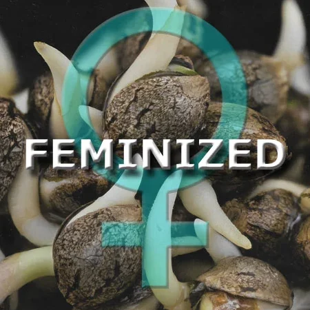 Feminisierte Samen