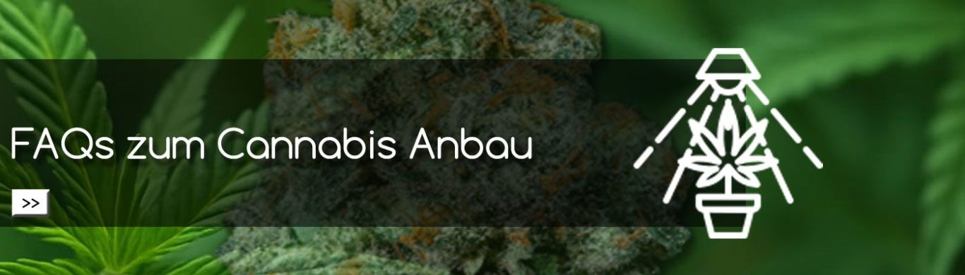 FAQs zum Cannabis Anbau