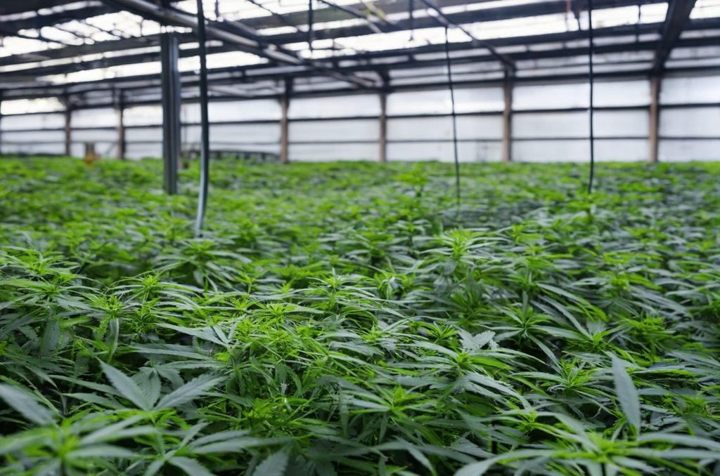 Grow Guide 2025