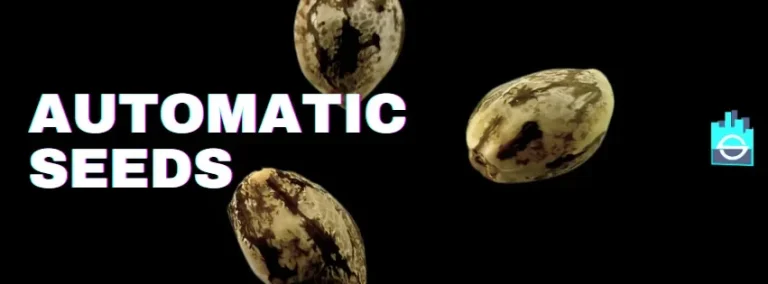 Autoflowering Cannabis Samen kaufen