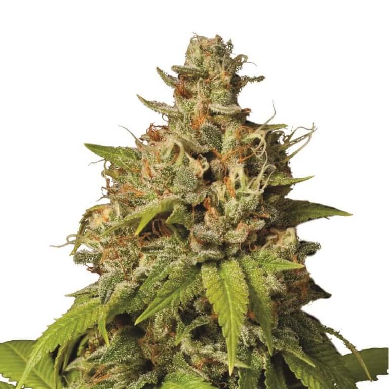 durban poison