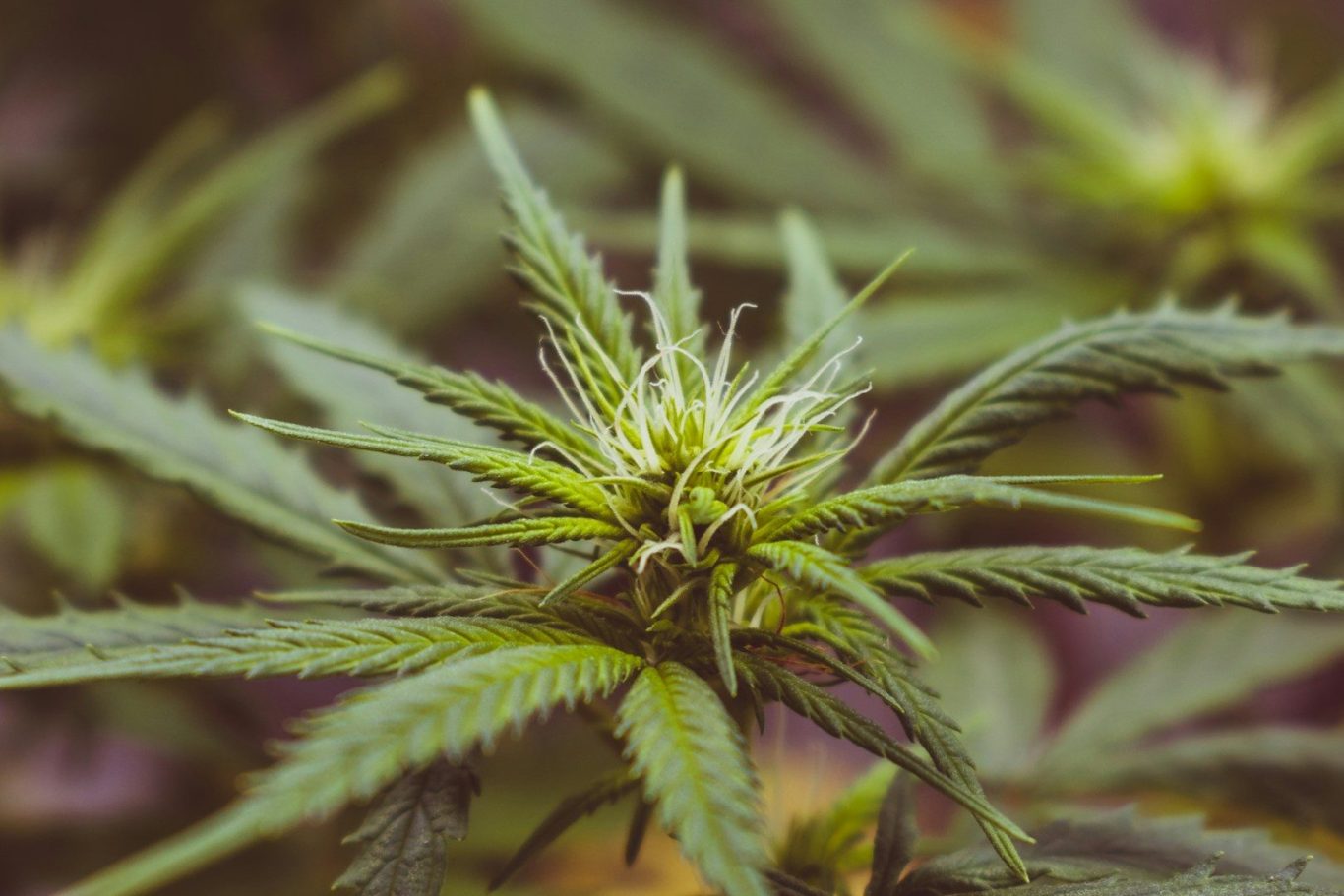 CBD - Cannabidiol