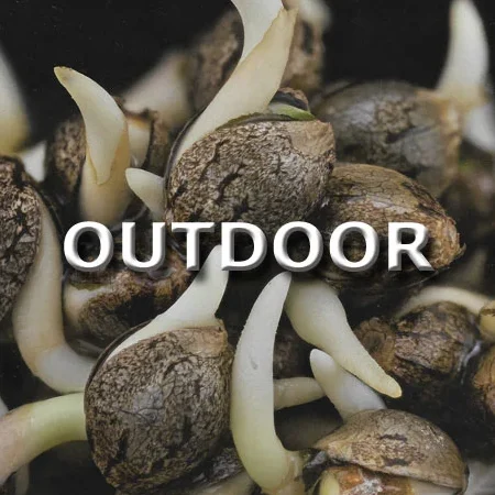Outdoor Samen