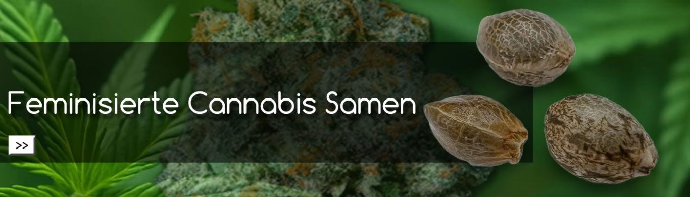 Feminisierte Cannabis Samen