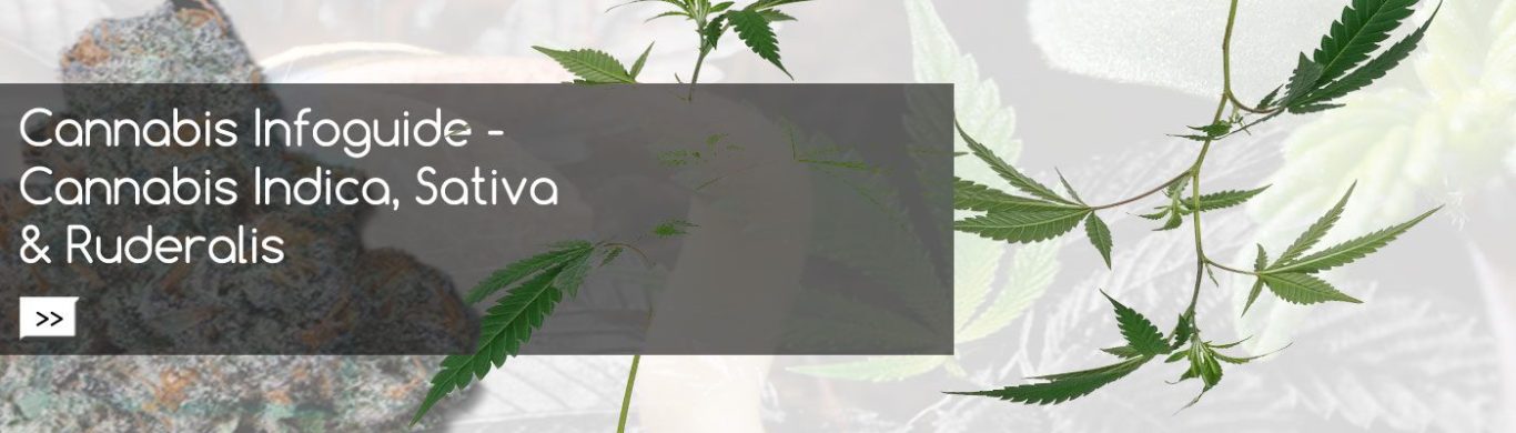 Cannabis Infoguide