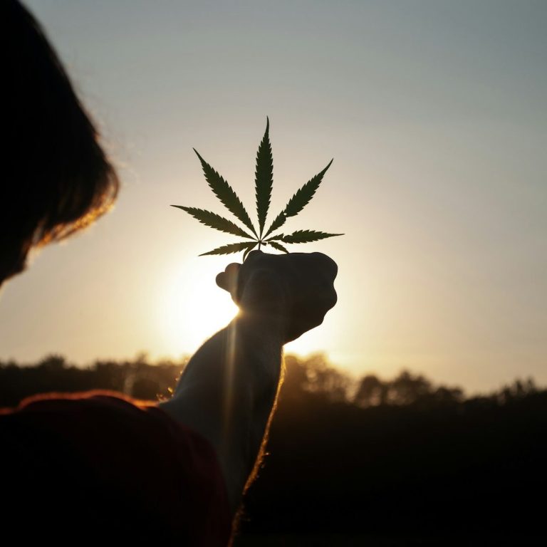Silhouette einer Hand, die ein Hanfblatt gegen die Abendsonne hält.