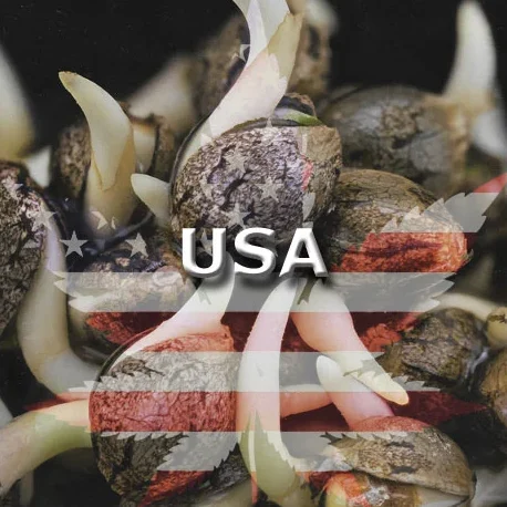 US Genetics Samen