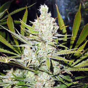 super silver haze