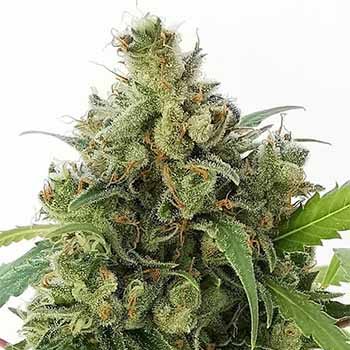 strawberry cough