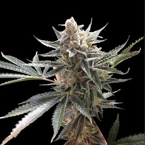 tangie