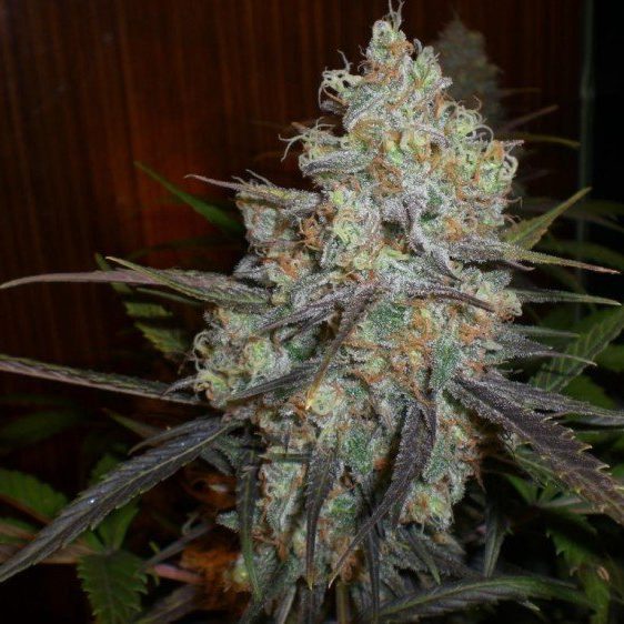 chocolope