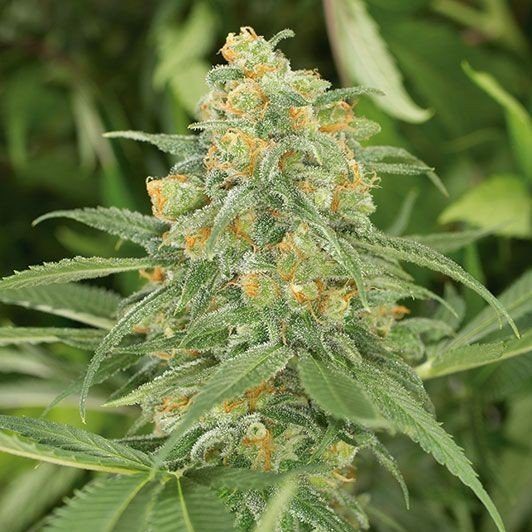 green crack