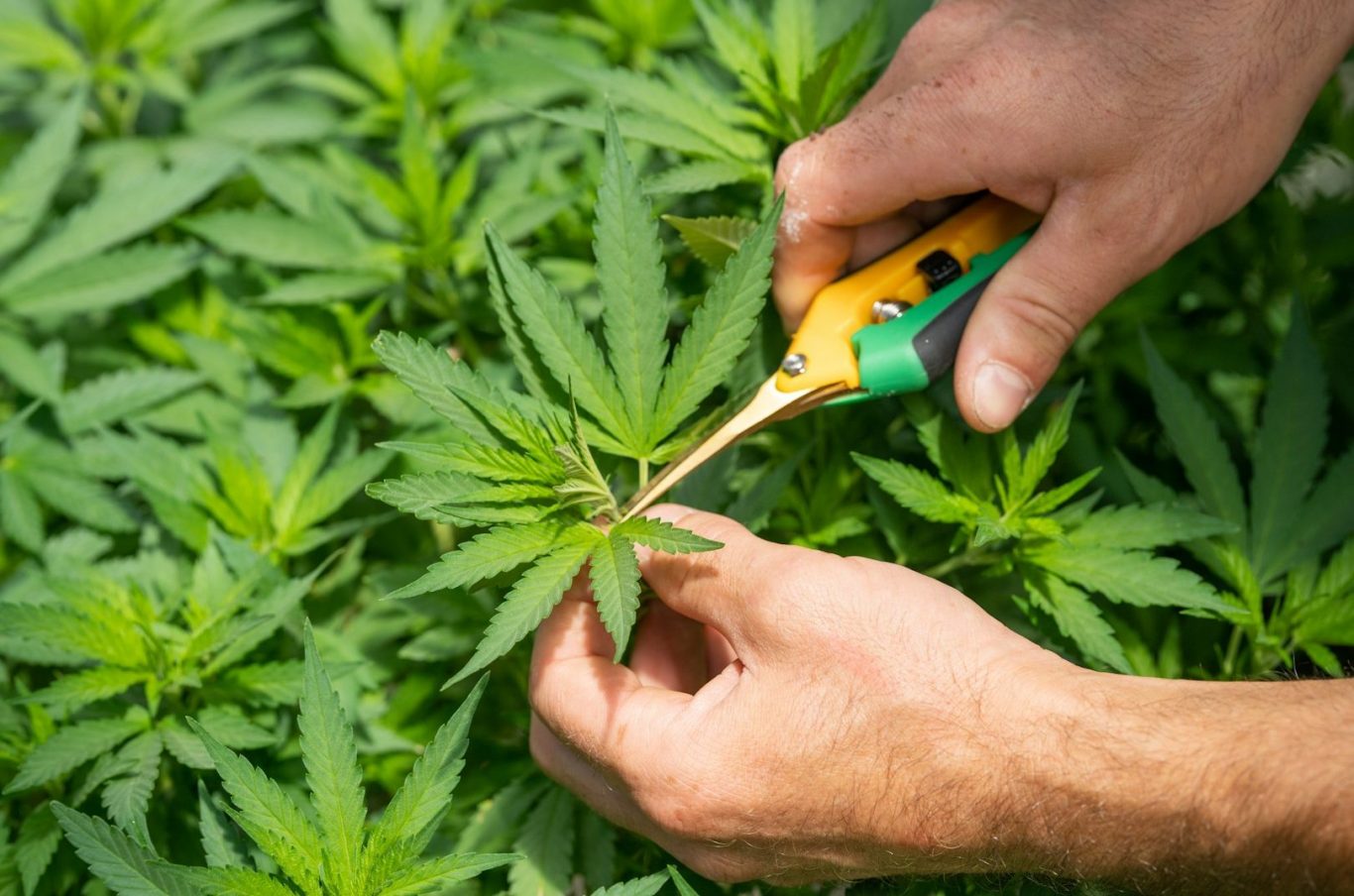 Cannabis Guide 2025